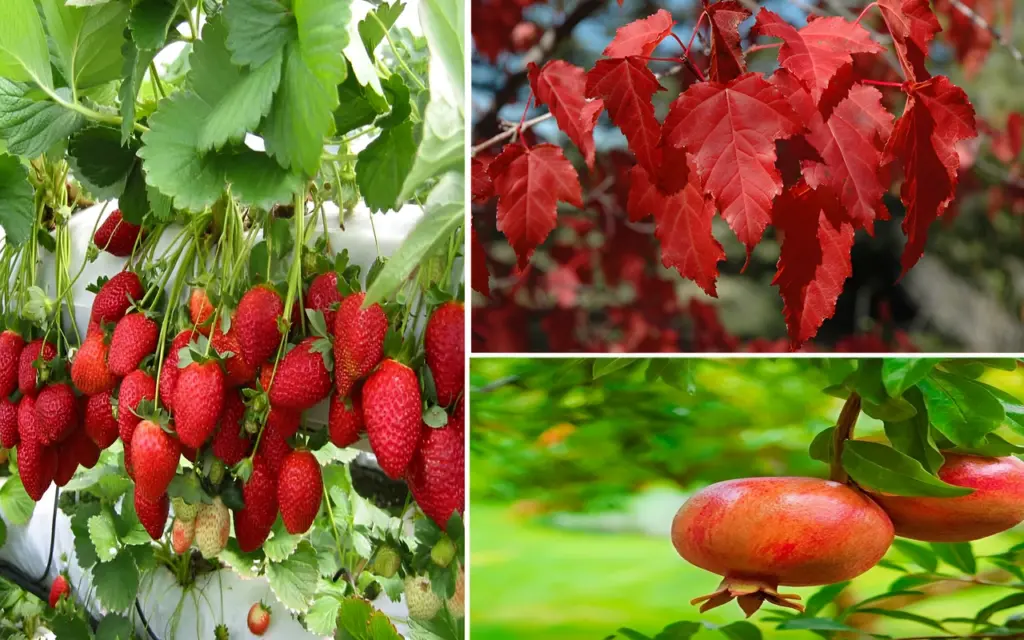 7 Best Small Trees for Patios and Courtyards