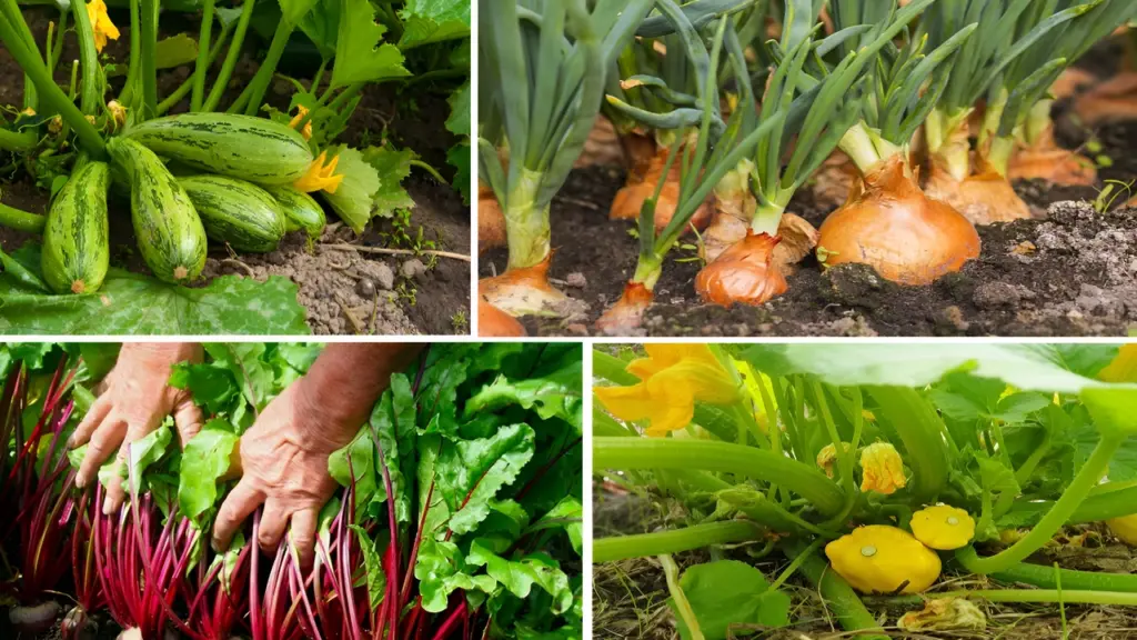9 Best Vegetables to Grow in Small Containers