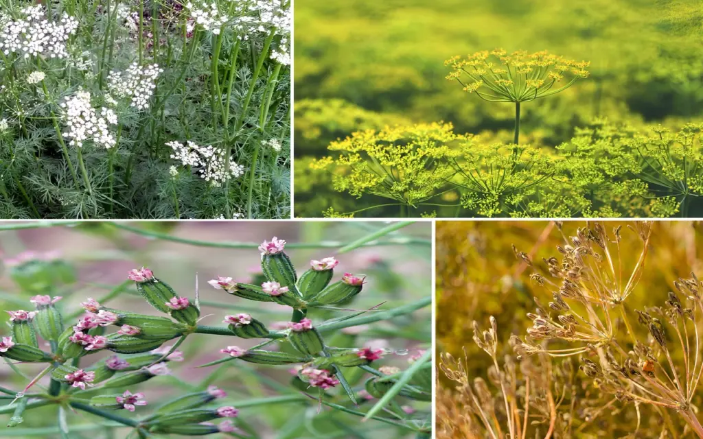 How to Grow Cumin