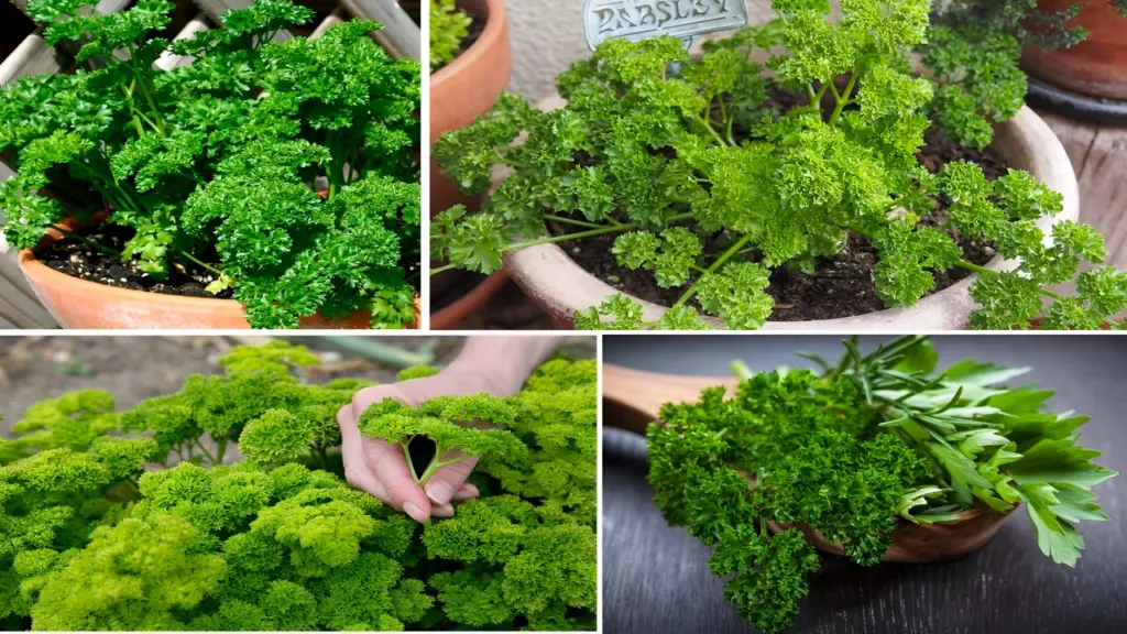 How to Grow Parsley at Home and Keep It Healthy Year-Round