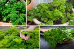 How to Grow Parsley at Home and Keep It Healthy Year-Round