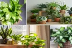 Simple Ways to Keep Houseplants Clean and Breathing Easy