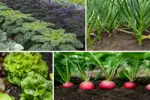 The 7 Best Vegetables to Plant