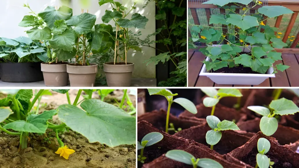 The Beginner’s Guide to Growing Cucumbers in Pots at Home