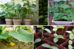 The Beginner’s Guide to Growing Cucumbers in Pots at Home