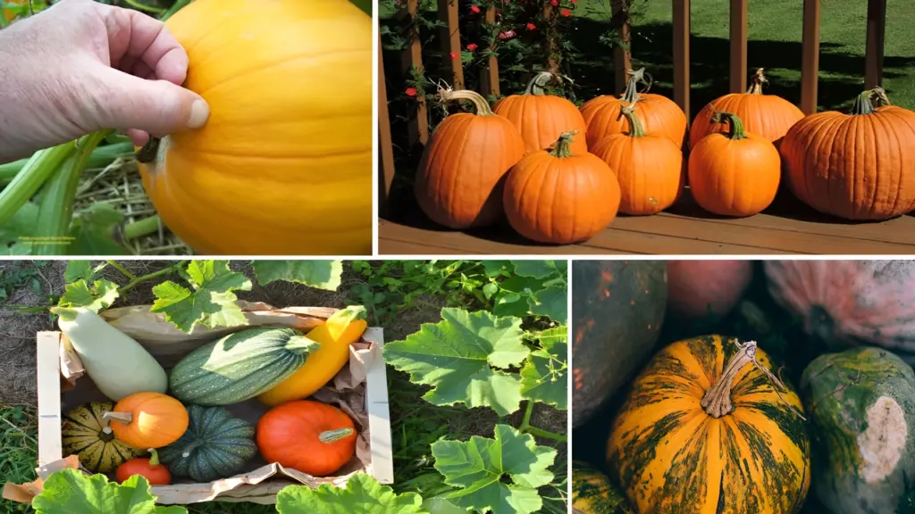 The Optimal Time to Harvest Pumpkins