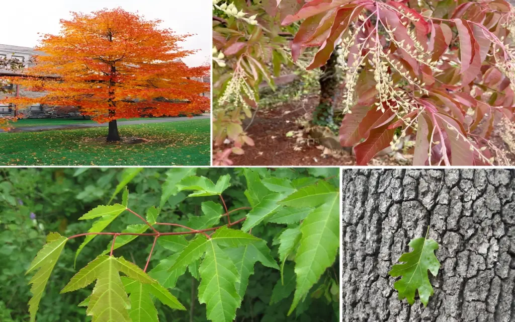 Top 6 Trees With the Most Stunning Fall Foliage
