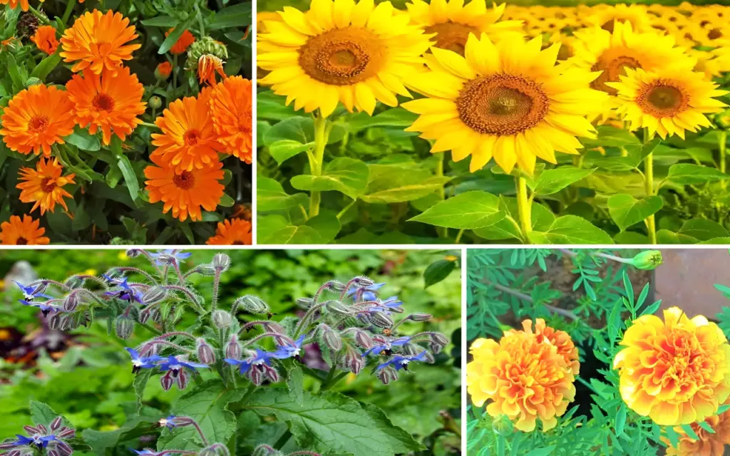Top 9 Flowers That Naturally Improve