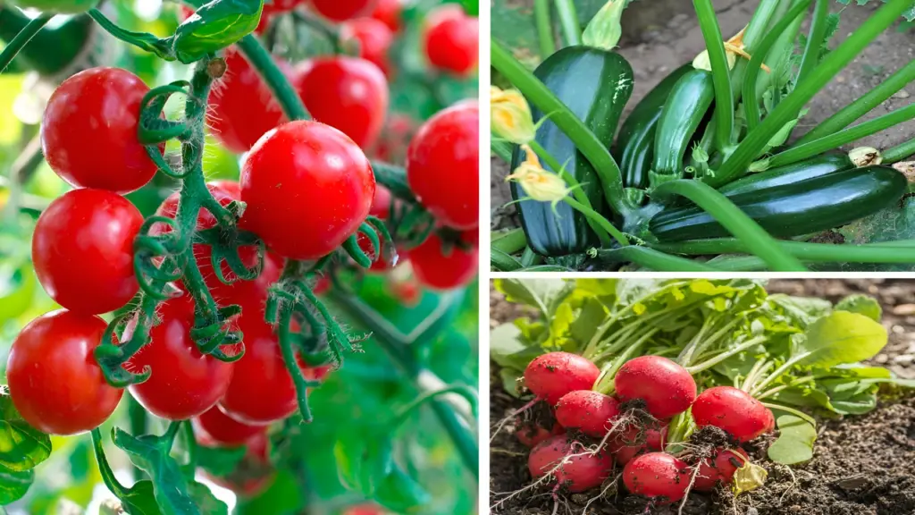 7 Delicious Vegetables That Grow Well
