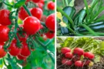7 Delicious Vegetables That Grow Well