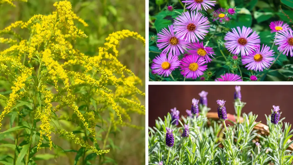 7 Plants to Plant in October