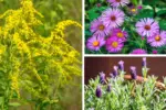 7 Plants to Plant in October