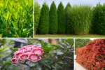 7 Privacy Plants That Grow Fast