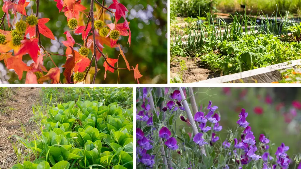Extend Your Garden Season Into November