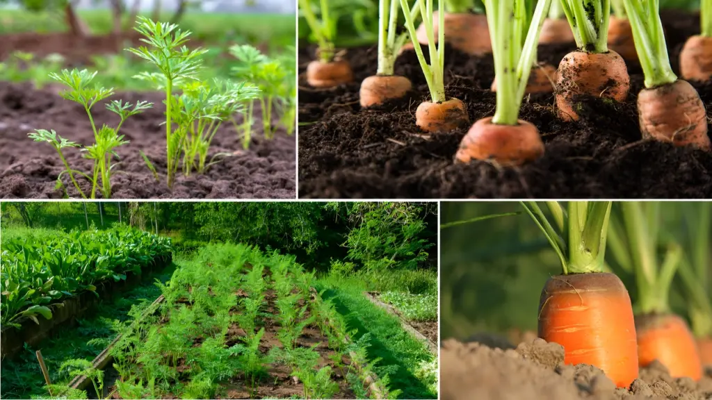 How to Grow Carrots in Your Patio and Backyard
