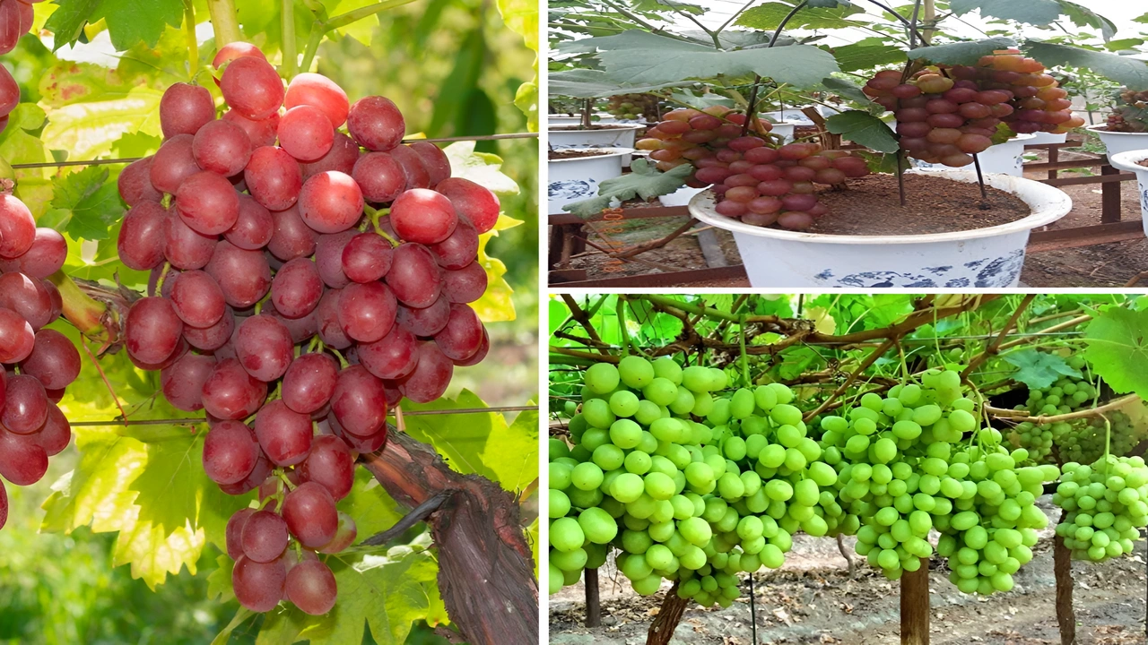 How to Grow Grapes in Your Patio and Backyard