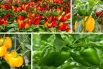 How to Grow Peppers in Your Patio and Backyard